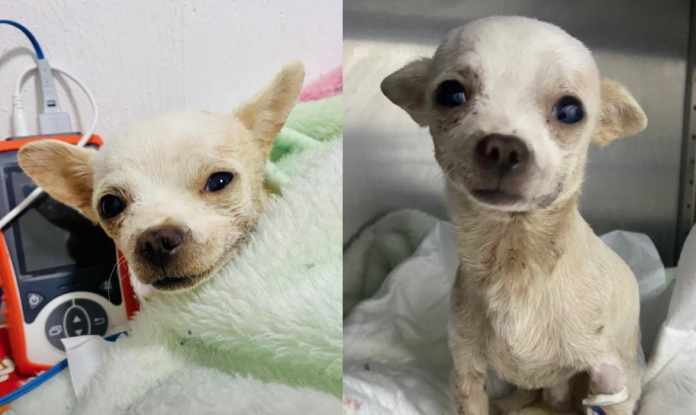 Fallece Pincky, el perrito que resultó herido al defender su casa de un ladron