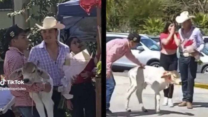 Hombre declara su amor regalando un becerro