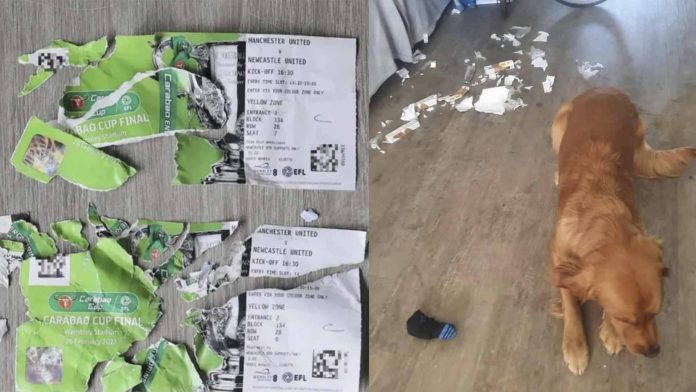 Hombre vende en 100 pesos a su perro por destruirle unos boletos para la final de futbol