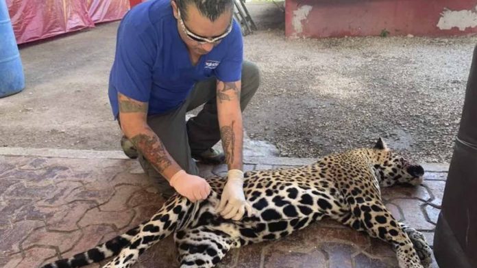 Jaguar hembra pierde la vida junto a su cría tras ser atropellada