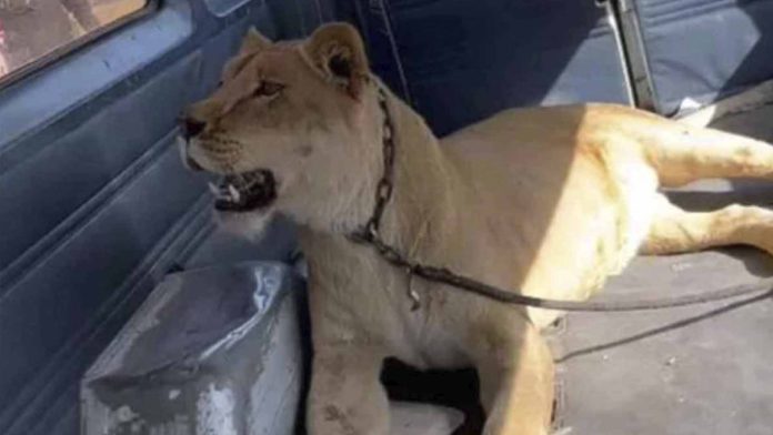 Leona ataca a señora y a su perrito; el canino perdió la vida