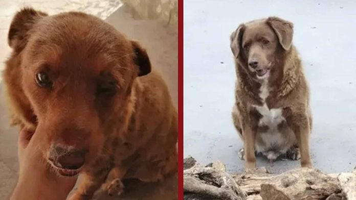 'Bobi' obtiene Récord Guinness por ser el perrito más longevo del mundo 
