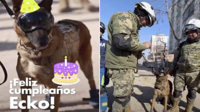 Perrito rescatista cumple años y lo celebra salvando vidas en Turquía