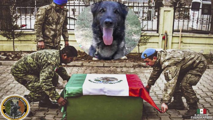 Restos de ‘Proteo’ regresan a México: ‘Te esperamos en casa’