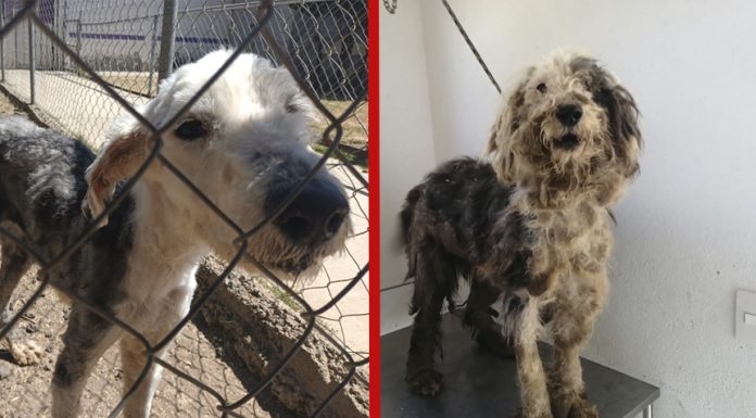 ¡Casi se comen vivos 4 perritos que fueron abandonados en domicilio de Morelia!