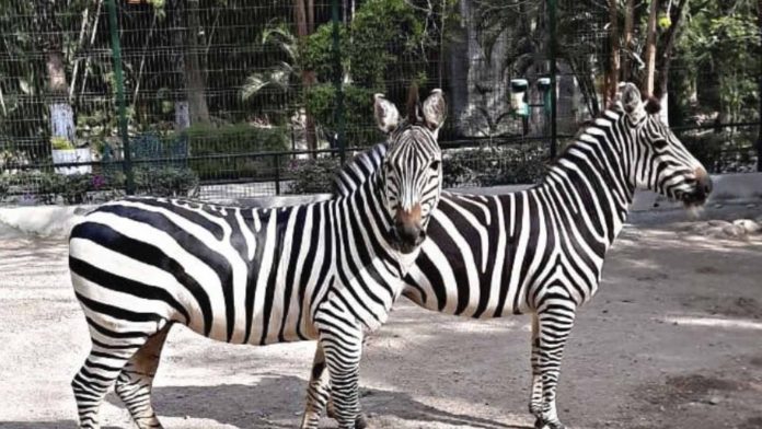 Sacrifican y cocinan animales en el zoológico de Guerrero