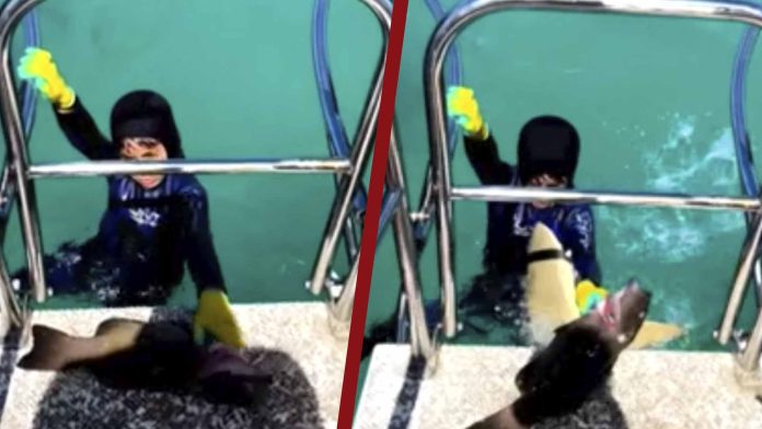 Tiburón salta del agua y ataca a un niño de 8 años