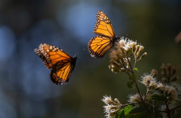 Mariposa Monarca genera gran interés en feria turística de Colombia: Sectur