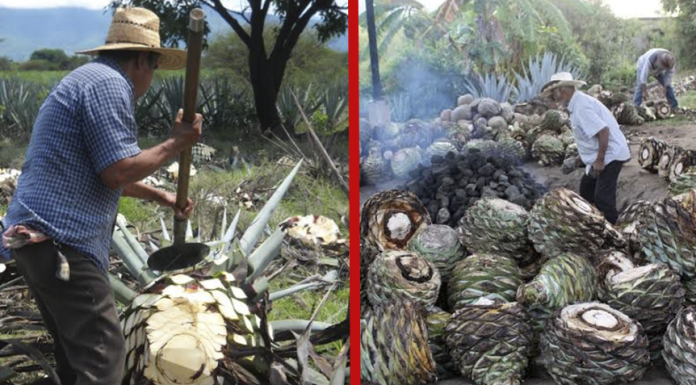 ¿Te gusta fuerte? Ahora Promoverán el mezcal como Patrimonio Cultural de la Humanidad