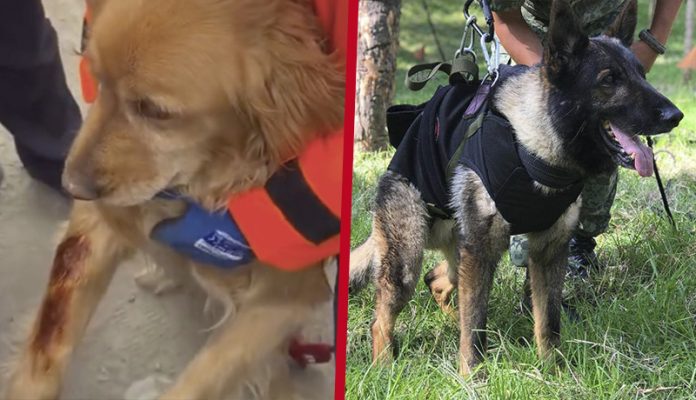 Perritos rescatistas han sufrido heridas en Turquía