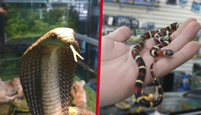 Más de 100 rescates de animales silvestres y exóticos en Morelia