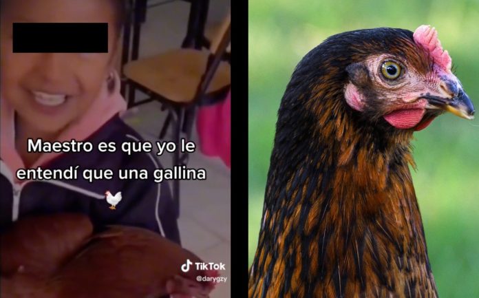 VIDEO: Niña se confunde y lleva una gallina como tarea