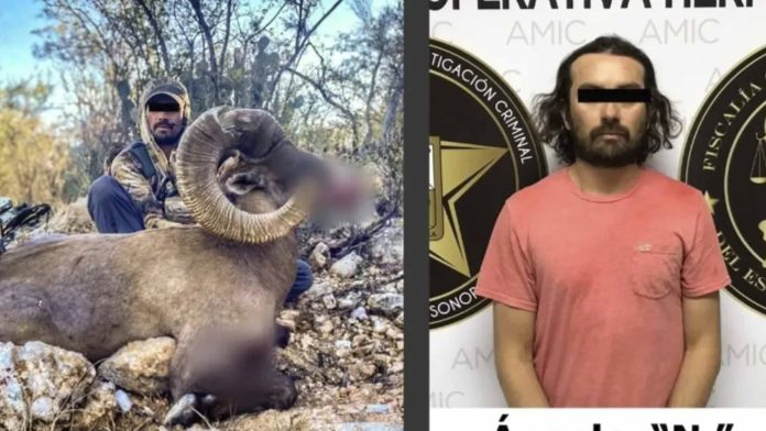 detienen a cazador peruano acusado de matar a borrego cimarrón en Sonora