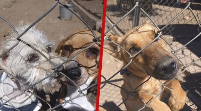 En temporadas de intenso calor, perritos sufren de deshidratación e incluso rabia ¿Cómo cuidarlos?