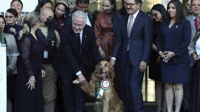 Se jubila Lucas, el perrito de seguridad de la Cámara de Diputados