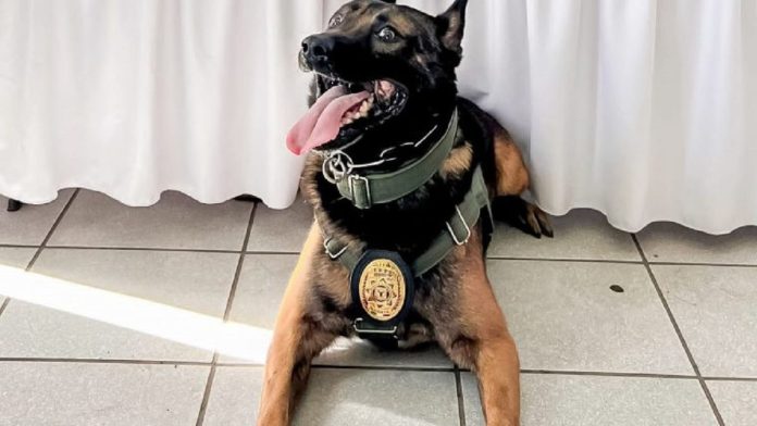 'Boris', perrito policía baleado durante operativo en Ensenada; podría perder la pata