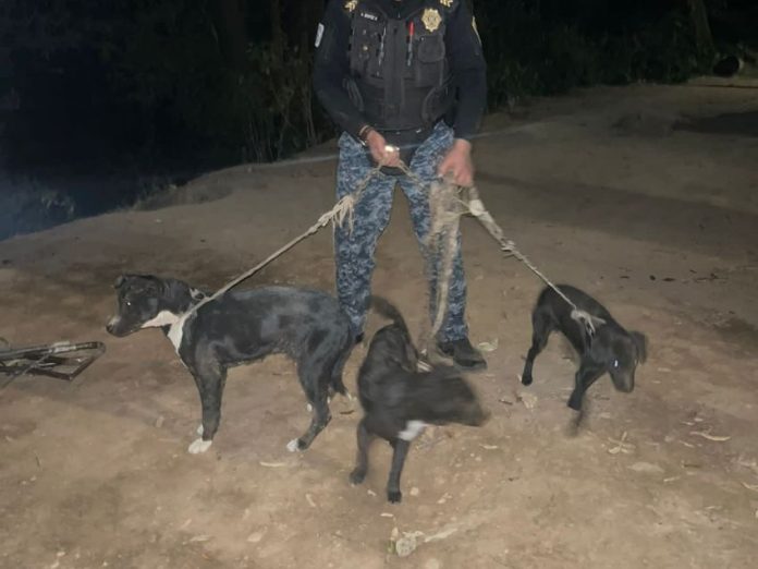 VIDEO: rescatan a 11 perritos que eran utilizados para alimentar a un pitbull