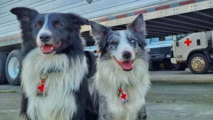 Historia de Balam y Orly perritos que salvan vida en Turquía; y son hijos de Athos quien fue envenenado