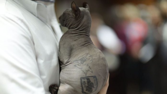 “Mishicles”, el gato encontrado en prisión de Ciudad Juárez busca hogar