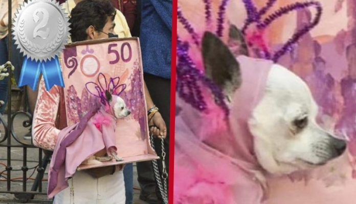 Viral: Disfrazan a perrito chihuahua de billete de 50 pesos