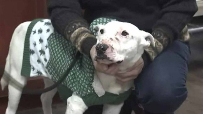 Perrito vivía entre coyotes y era el líder de la manada