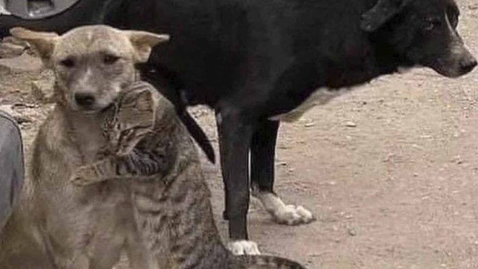 Gatito abraza a su amigo canino tras ser rescatados en Turquía