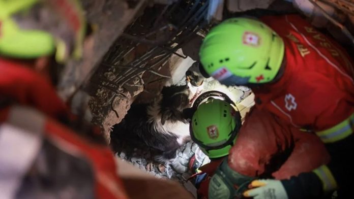 VIDEO: Orly, perrito rescatista mexicano localiza a víctima en Turquía