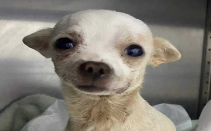 Gran héroe peludo: 'Pincky' fue atacado por un ladrón