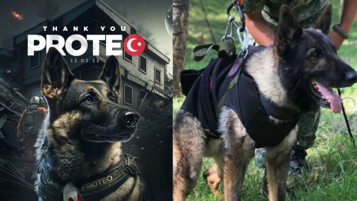 Artista turco homenajea a Proteo, perrito rescatista mexicano: 