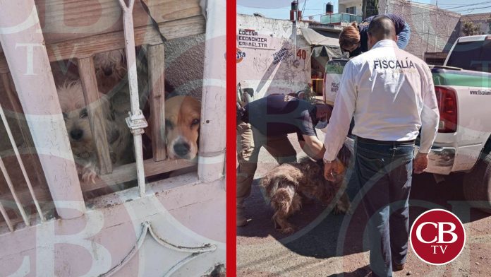 FGE rescata cuatro perritos y un ave maltratados en Morelia
