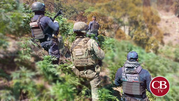 Militares y GC destruyen plantío de mariguan4 en Zitácuaro
