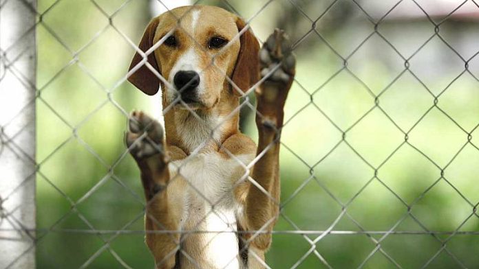 Los animales son reconocidos como seres sintientes en México