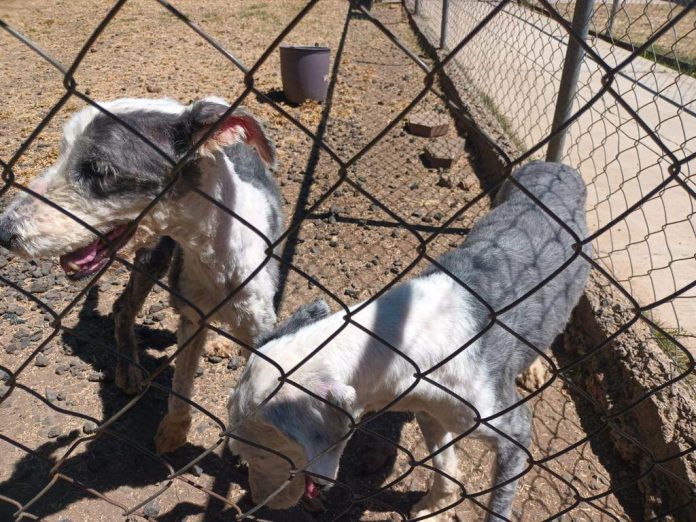 Por los que no tienen voz; habrá caminata canina