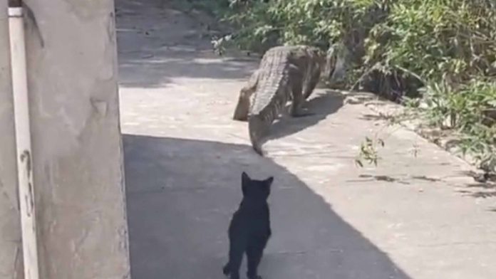 Captan a cocodrilo paseando tranquilamente por calles de Tampico