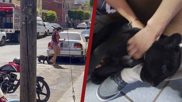 Captan a mujer paseando puma bebé en las calles de Jalisco; se lo quita Profepa