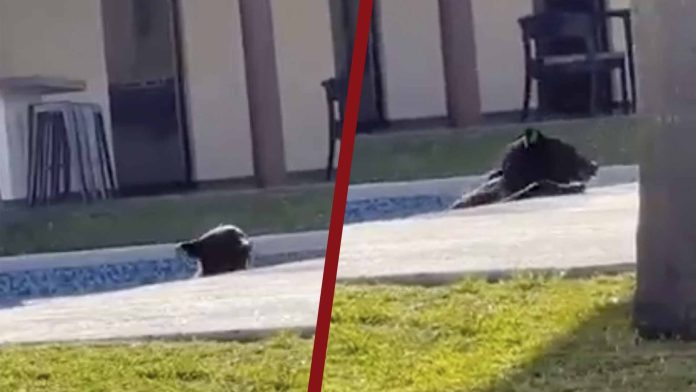 Captan a oso negro refrescándose en una alberca de una casa en Monterrey