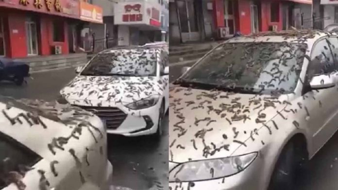 Captan lluvia de gusanos en China