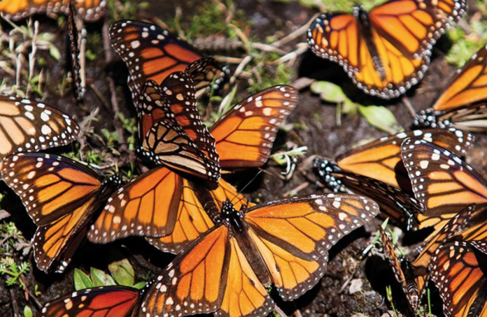 Por cambio climático la mariposa monarca adelanta su regreso a Estados Unidos