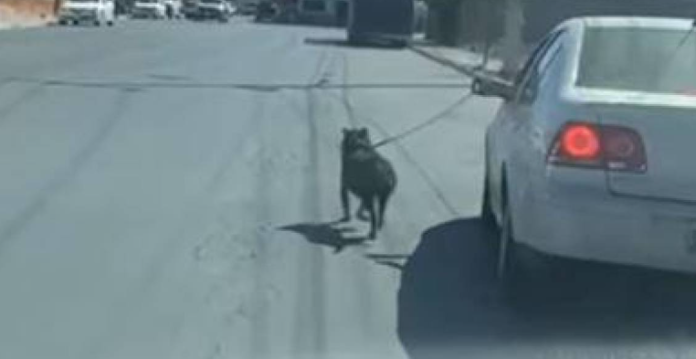 Exhiben a conductor que lleva a perrito corriendo desde auto  en movimiento 