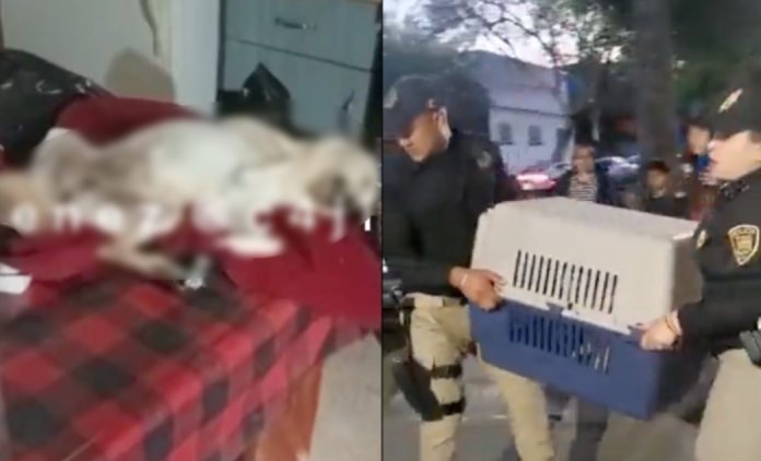 Rescatan a perritos de supuesto refugio que los maltrataba y dejaba morir