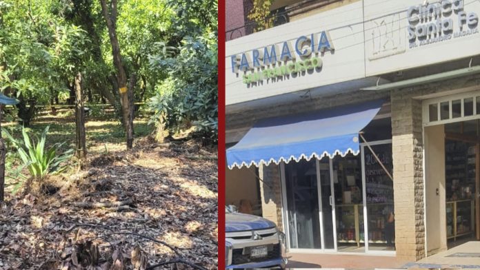 Dos cortadores de aguacate mueren al caer de un árbol