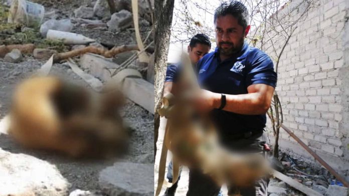 Perrito muere amarrado afuera de una casa; no tenía agua ni comida