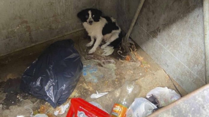 Mujer arroja a su perrita a la basura; policía lo rescata y lo adopta