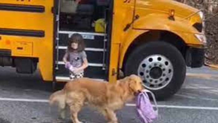 Perrita ayuda todos los días a cargar la mochila de su dueña