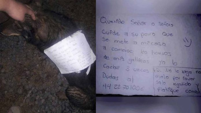 Perrito entra a robar a una casa