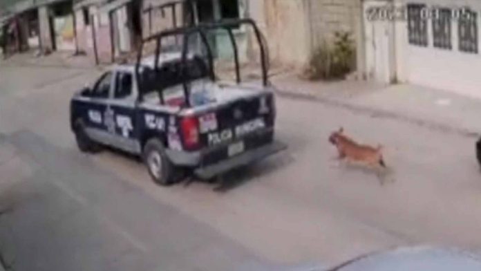 Policías amarran a un perro a la patrulla y lo arrastran
