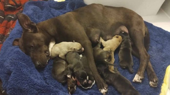 Secundaria adopta y hace baby shower a una perrita