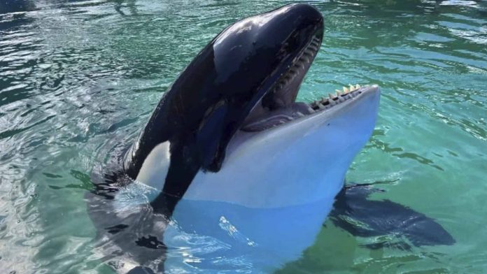 Tras 52 años en cautiverio liberarán a la orca ‘Lolita’