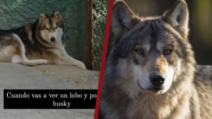 Zoológico usa perro husky en el lugar de un lobo 