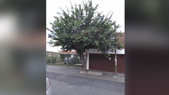 Vecinos de la zona centro piden podar árbol que tapa luminaria